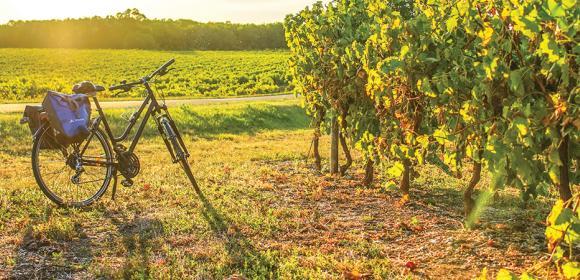Flow vélo - aurelie-stapf-photographe - porteurs de songe - vélo dans le soleil couchant et vignes