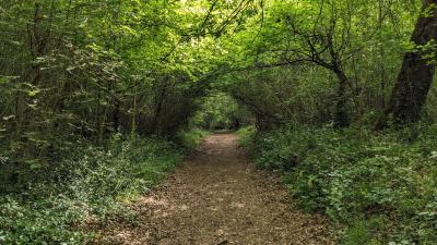fete-nature-25