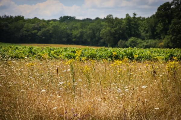 Stratégie-biodiversité-Grand-Cognac-2025-Chaumes-boissières